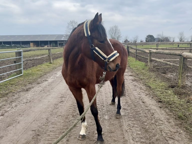 Irisches Vollblut Stute 6 Jahre 160 cm Brauner in Grevenbroich