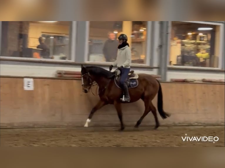 Irisches Vollblut Stute 6 Jahre 160 cm Brauner in Grevenbroich