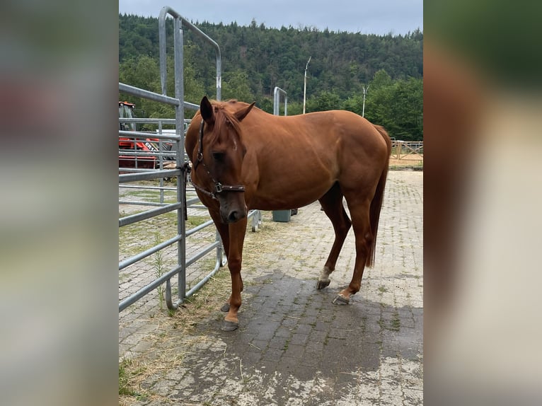 Irisches Vollblut Stute 6 Jahre 160 cm Fuchs in Wallmenroth