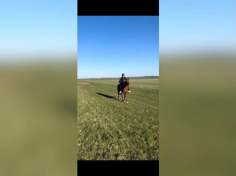 Irisches Vollblut Stute 6 Jahre 160 cm Fuchs in Taucha