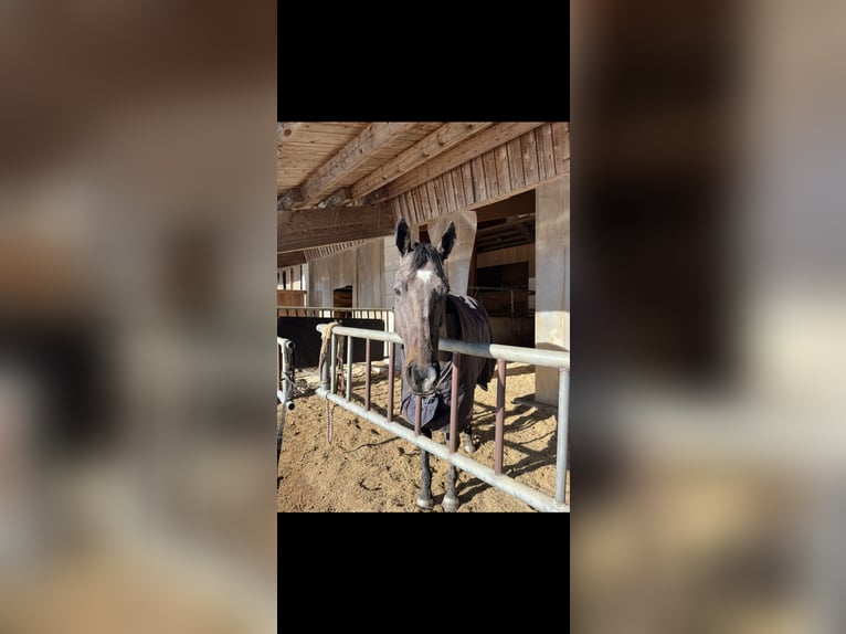 Irisches Vollblut Stute 6 Jahre 160 cm Rappe in Reith bei Seefeld