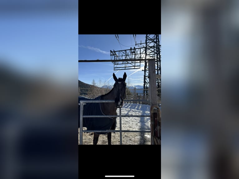 Irisches Vollblut Stute 6 Jahre 160 cm Rappe in Reith bei Seefeld