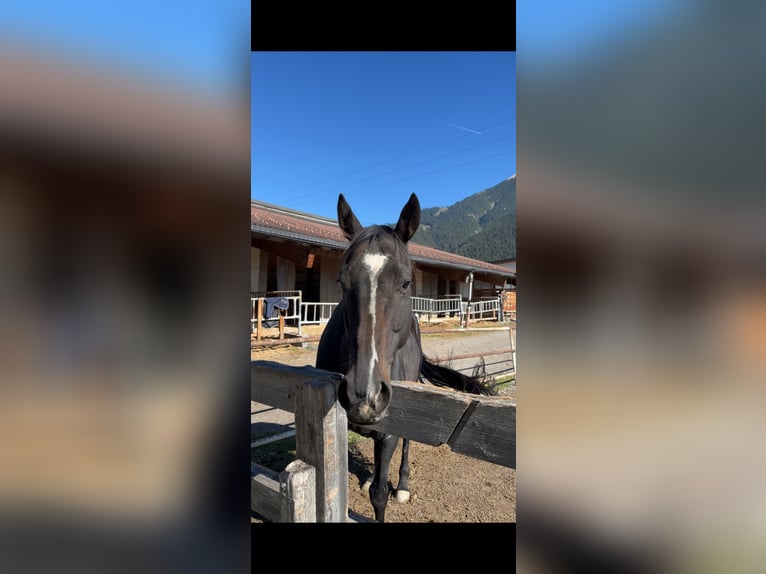 Irisches Vollblut Stute 6 Jahre 160 cm Rappe in Reith bei Seefeld