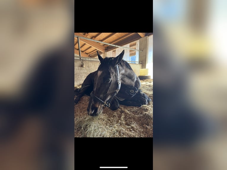 Irisches Vollblut Stute 6 Jahre 160 cm Rappe in Reith bei Seefeld