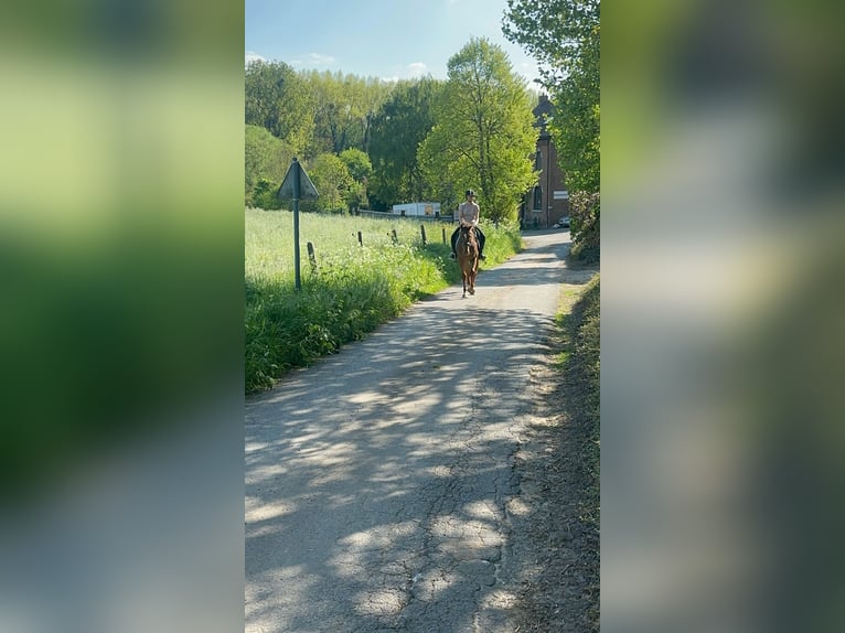 Irisches Vollblut Stute 6 Jahre 160 cm Rotfuchs in Bogaarden
