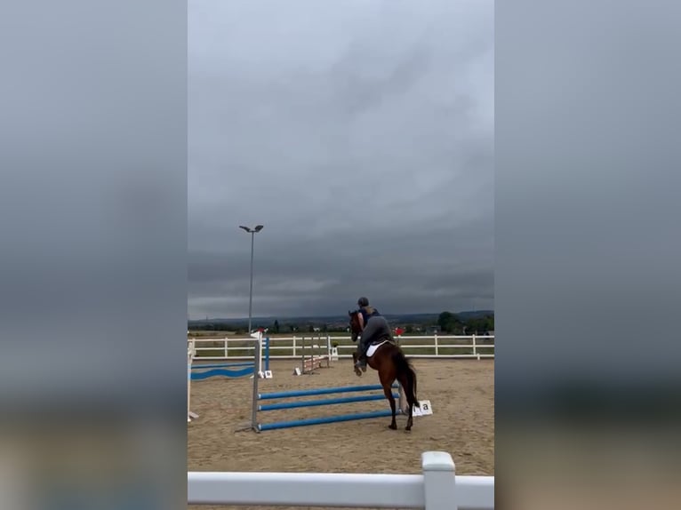Irisches Vollblut Stute 6 Jahre 160 cm in Lohfelden
