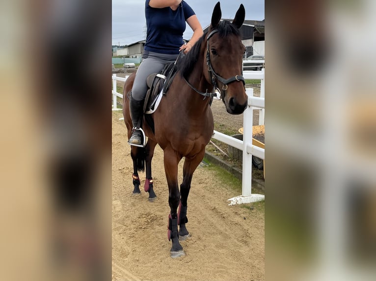 Irisches Vollblut Stute 6 Jahre 160 cm in Lohfelden