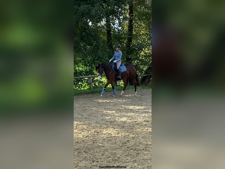 Irisches Vollblut Stute 6 Jahre 163 cm Brauner in Grevenbroich