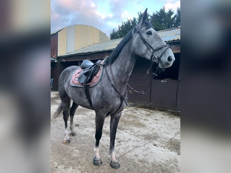 Irisches Vollblut Stute 6 Jahre 163 cm Schimmel in Aberdeen