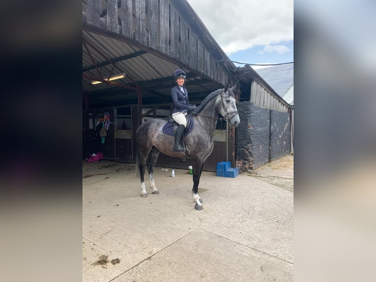 Irisches Vollblut Stute 6 Jahre 163 cm Schimmel in Aberdeen