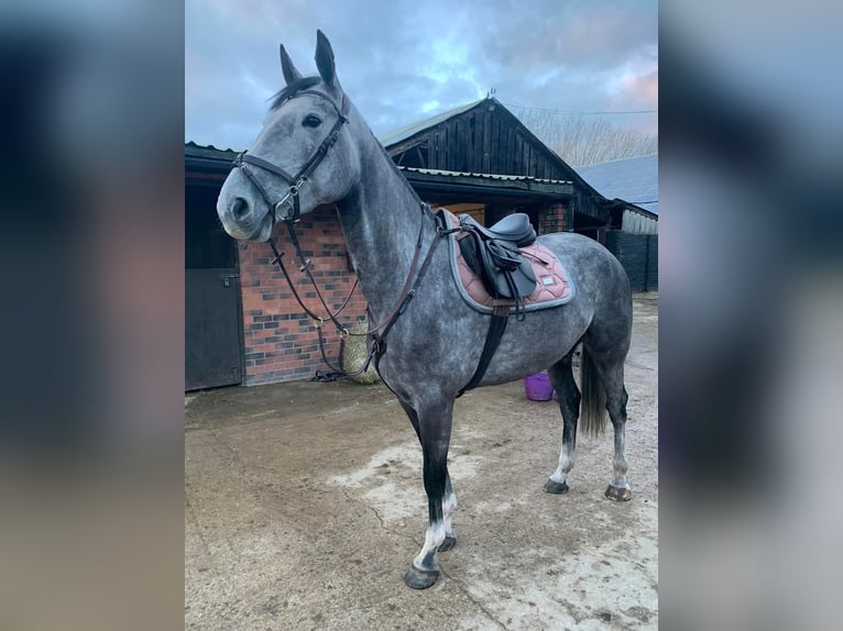 Irisches Vollblut Stute 6 Jahre 163 cm Schimmel in Aberdeen