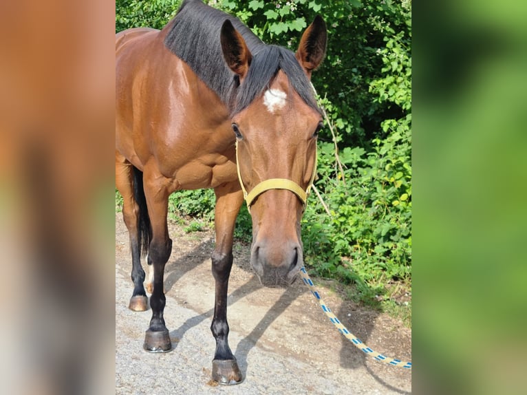 Irisches Vollblut Stute 6 Jahre 163 cm  in Bätterkinden