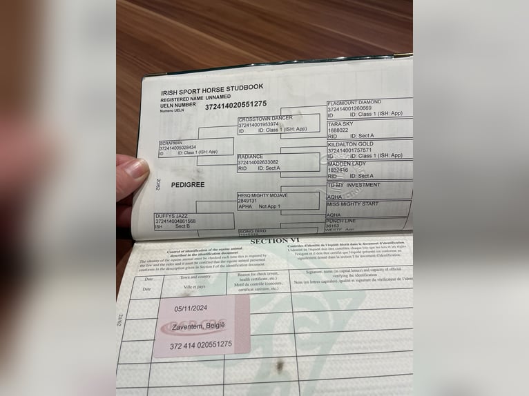 Irisches Vollblut Mix Stute 6 Jahre 168 cm Fuchs in Ronse