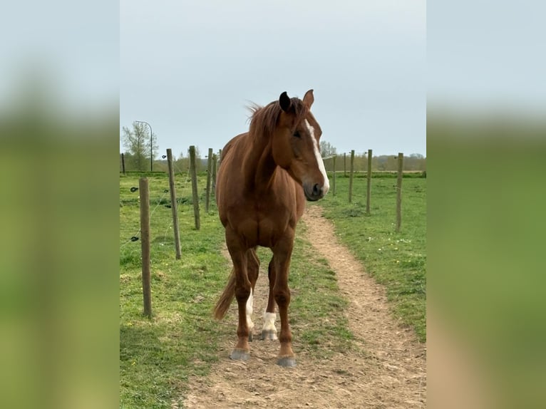 Irisches Vollblut Mix Stute 6 Jahre 168 cm Fuchs in Ronse