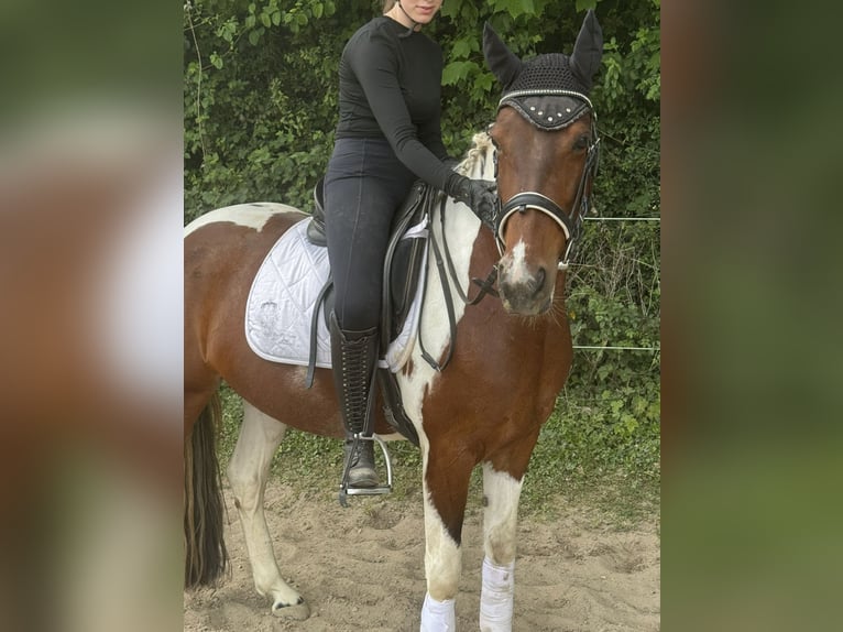 Irisches Vollblut Stute 7 Jahre 150 cm Schecke in D&#xFC;ren