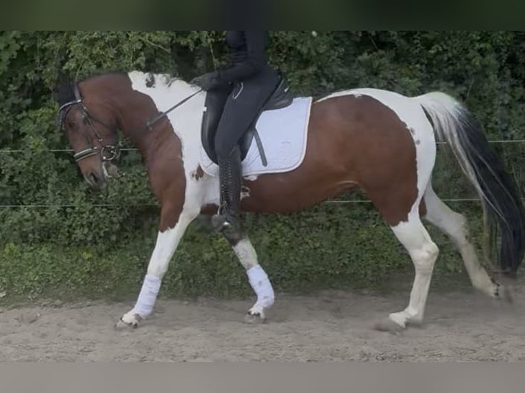 Irisches Vollblut Stute 7 Jahre 150 cm Schecke in D&#xFC;ren