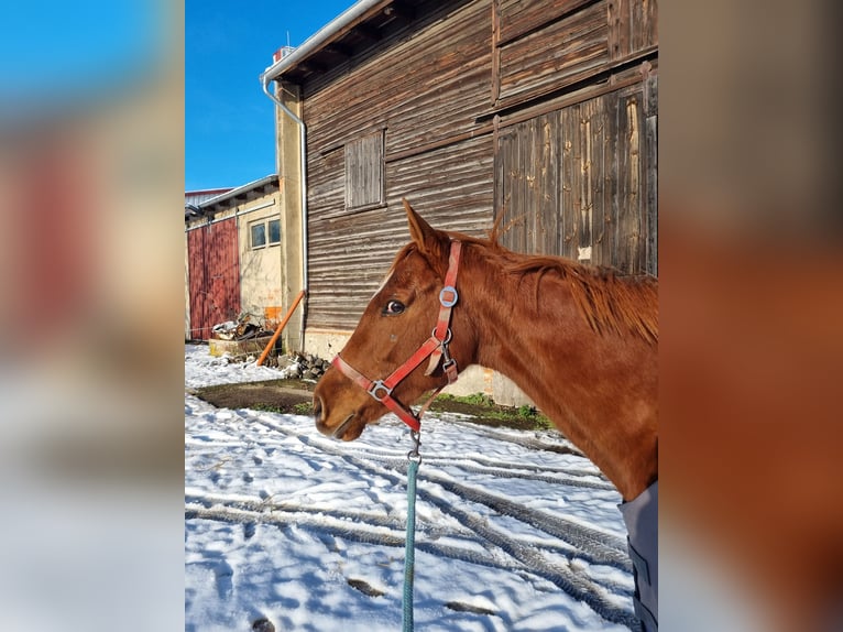 Irisches Vollblut Stute 7 Jahre 154 cm Fuchs in Gro&#xDF; Quenstedt