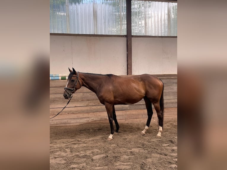 Irisches Vollblut Stute 7 Jahre 155 cm Brauner in Standenb&#xFC;hl
