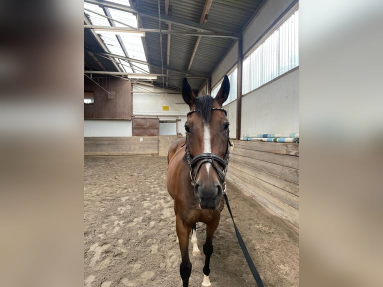 Irisches Vollblut Stute 7 Jahre 155 cm Brauner in Standenb&#xFC;hl