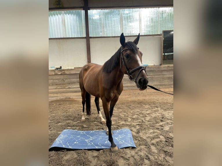 Irisches Vollblut Stute 7 Jahre 155 cm Brauner in Standenb&#xFC;hl