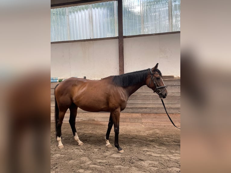 Irisches Vollblut Stute 7 Jahre 155 cm Brauner in Standenb&#xFC;hl