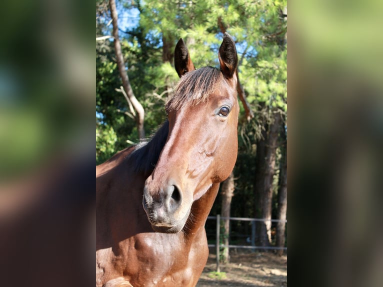 Irisches Vollblut Stute 7 Jahre 158 cm Brauner in Sainte-Marie-de-Ré