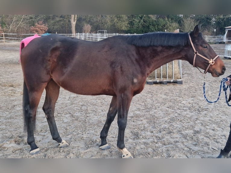 Irisches Vollblut Stute 7 Jahre 160 cm Brauner in Jever