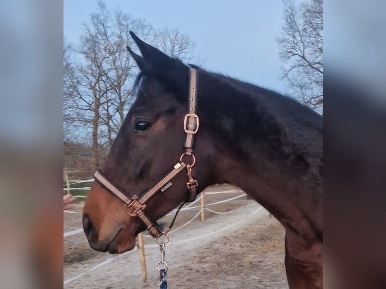 Irisches Vollblut Stute 7 Jahre 160 cm Brauner in Jever