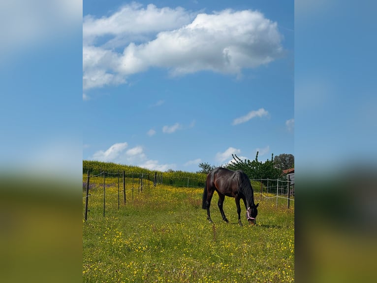 Irisches Vollblut Stute 7 Jahre 160 cm Schwarzbrauner in Oberriexingen