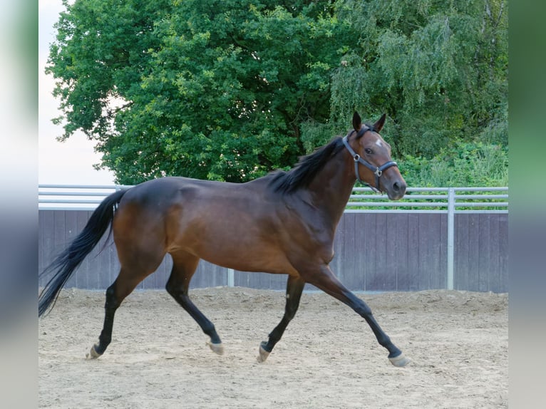 Irisches Vollblut Stute 7 Jahre 166 cm Schwarzbrauner in Herne