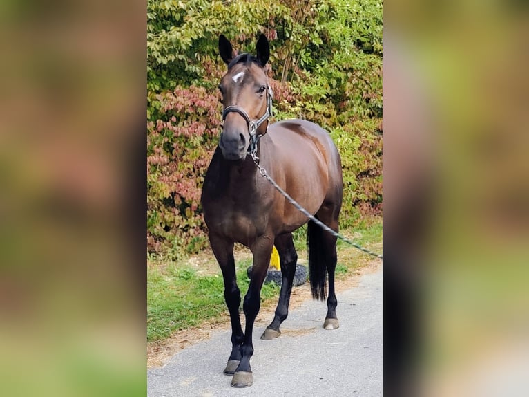 Irisches Vollblut Stute 7 Jahre 166 cm Schwarzbrauner in Herne