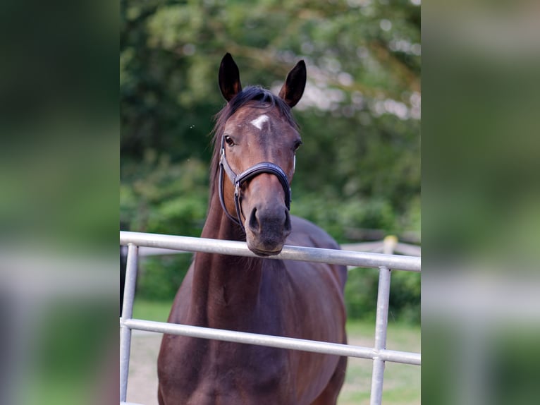 Irisches Vollblut Stute 7 Jahre 166 cm Schwarzbrauner in Herne