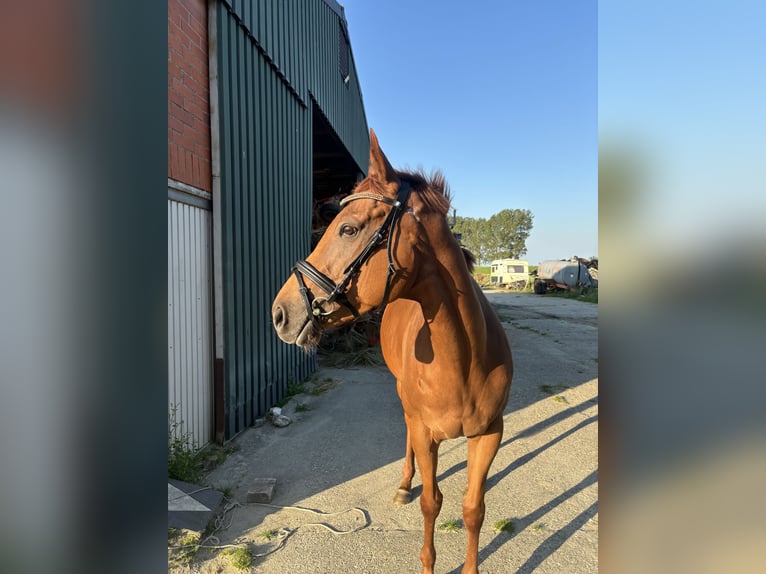 Irisches Vollblut Stute 7 Jahre 167 cm Dunkelfuchs in Koewacht