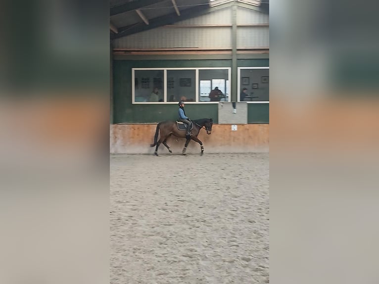 Irisches Vollblut Stute 7 Jahre Brauner in Rotterdam