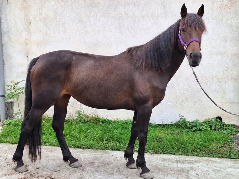 Irisches Vollblut Stute 8 Jahre 160 cm Brauner in Dornbirn