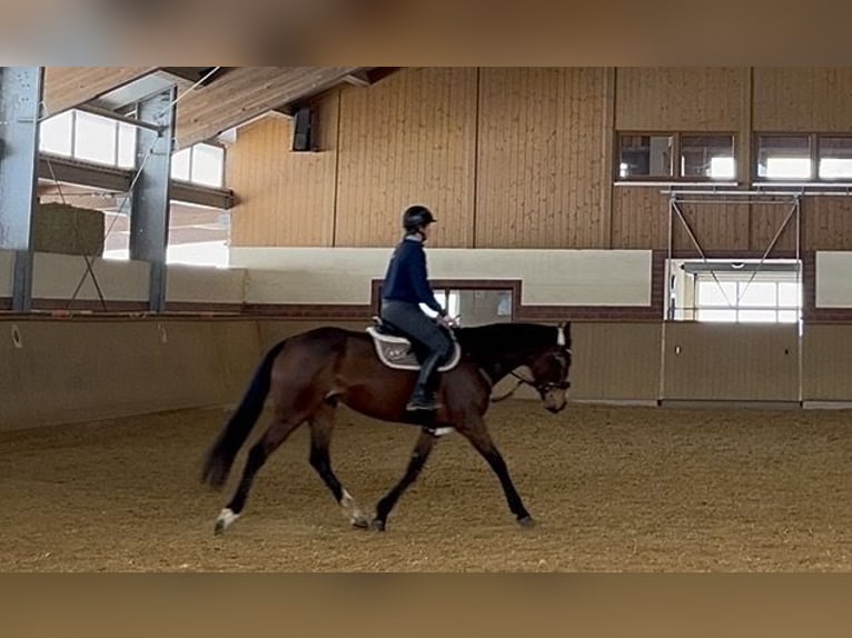 Irisches Vollblut Stute 8 Jahre 160 cm Roan-Bay in Seubersdorf in der Oberpfalz
