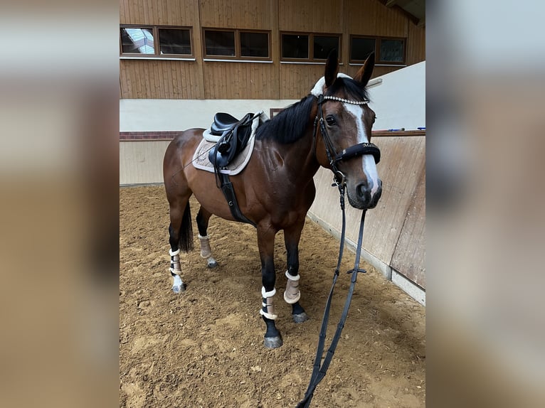 Irisches Vollblut Stute 8 Jahre 160 cm Roan-Bay in Seubersdorf in der Oberpfalz