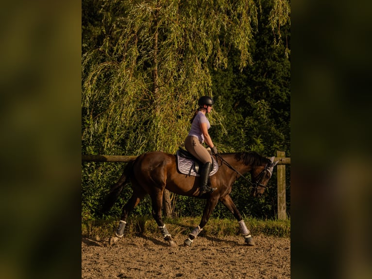 Irisches Vollblut Stute 8 Jahre 162 cm Schwarzbrauner in Nordkirchen