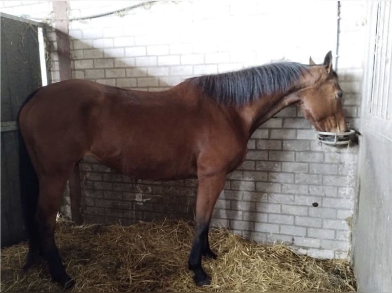 Irisches Vollblut Stute 8 Jahre 163 cm Brauner in Wintelre