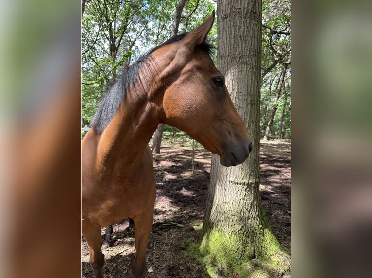 Irisches Vollblut Stute 8 Jahre 163 cm Brauner in Wintelre