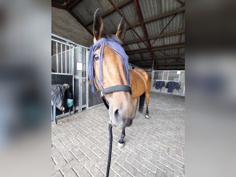 Irisches Vollblut Stute 8 Jahre 163 cm Brauner in Wintelre