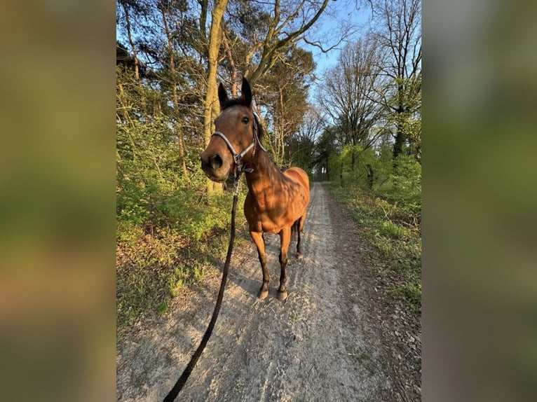 Irisches Vollblut Stute 8 Jahre 163 cm Brauner in Wintelre