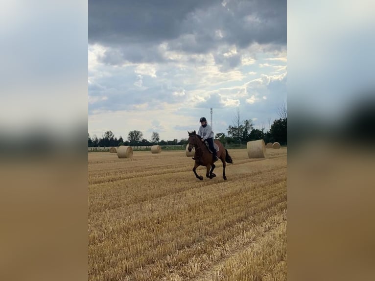 Irisches Vollblut Stute 8 Jahre 164 cm Brauner in Rindtorf