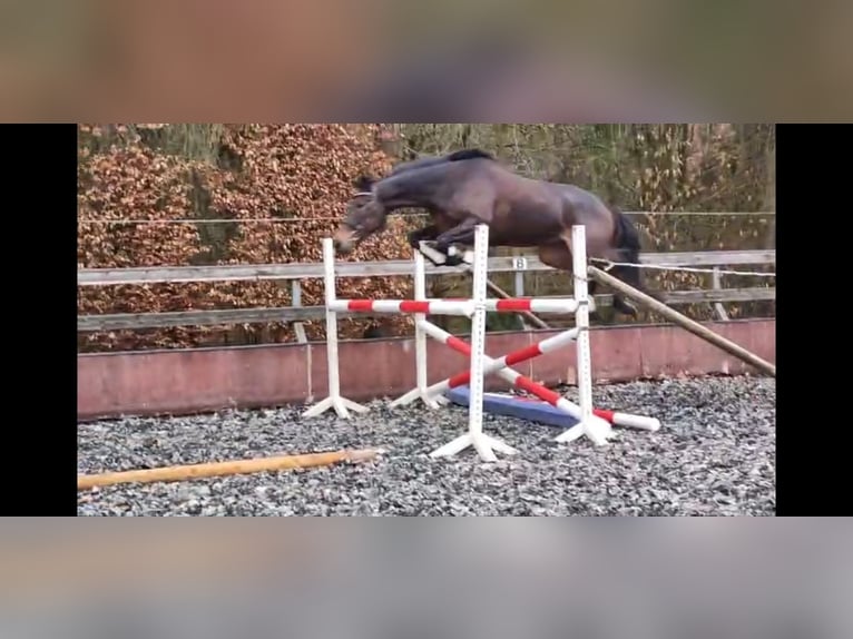 Irisches Vollblut Stute 8 Jahre 165 cm Brauner in Taunusstein