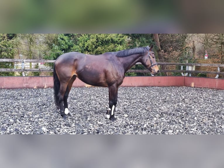 Irisches Vollblut Stute 8 Jahre 165 cm Brauner in Taunusstein