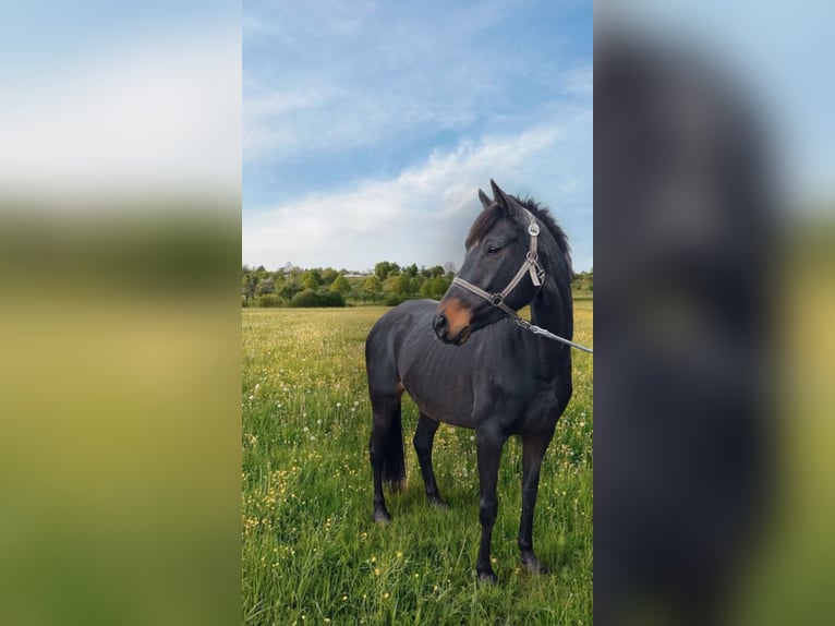 Irisches Vollblut Stute 8 Jahre Brauner in Norderstedt