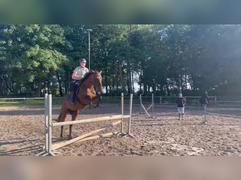 Irisches Vollblut Stute 9 Jahre 163 cm Brauner in Wijckel