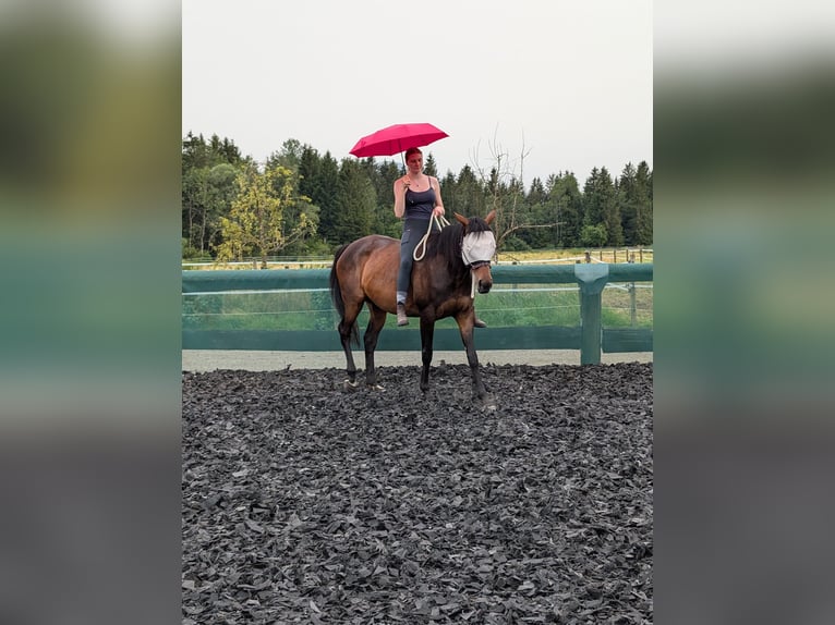 Irisches Vollblut Stute 9 Jahre 167 cm Brauner in Sindelsdorf