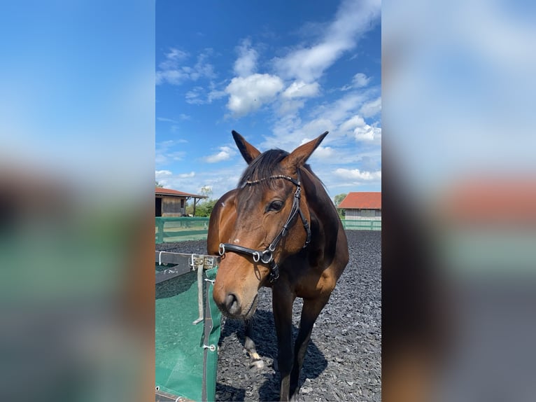 Irisches Vollblut Stute 9 Jahre 167 cm Brauner in Sindelsdorf