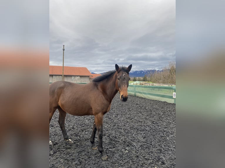 Irisches Vollblut Stute 9 Jahre 167 cm Brauner in Sindelsdorf